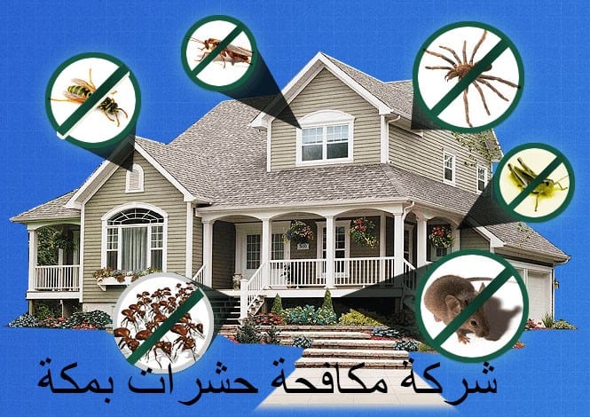 شركة مكافحة حشرات بمكة(لايجار 00201011916991) لمنزل نظيف خالي من جميع أنواع الحشرات