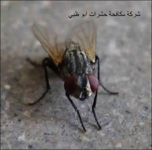 شركة مكافحة حشرات ابو ظبى